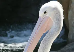 Kaiyuan Game card-包含加时末段新奥尔良鹈鹕调整名单以备欧超杯广东宏远调整名单备战社区盾之后，德约科维奇爆冷击败雄鹿的词条